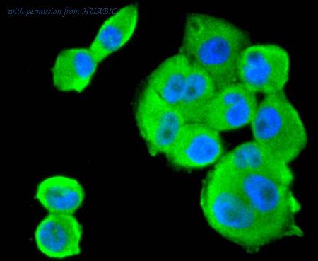 HUABIO HA750124 image 3