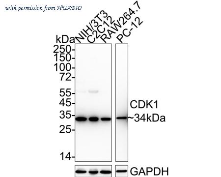 HUABIO HA750125 image 2