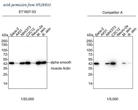 HUABIO HA750126 image 1