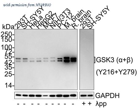 HUABIO HA750127 image 1