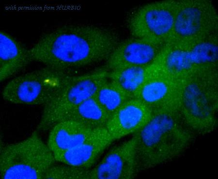 HUABIO HA750127 image 2