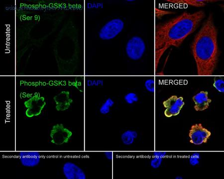 HUABIO HA750128 image 3