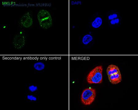 HUABIO HA750129 image 3