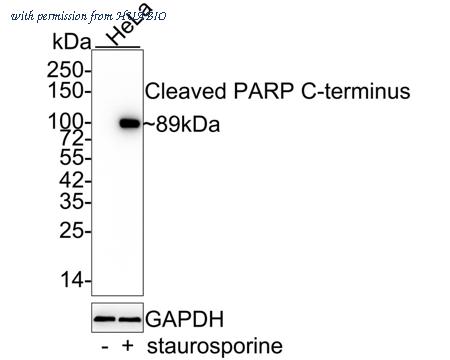 HUABIO HA750136 image 1