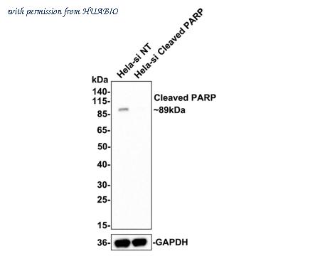 HUABIO HA750136 image 2