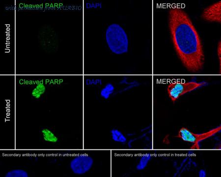 HUABIO HA750136 image 3