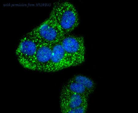 HUABIO HA750138 image 2