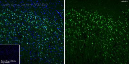 HUABIO HA750139 image 2