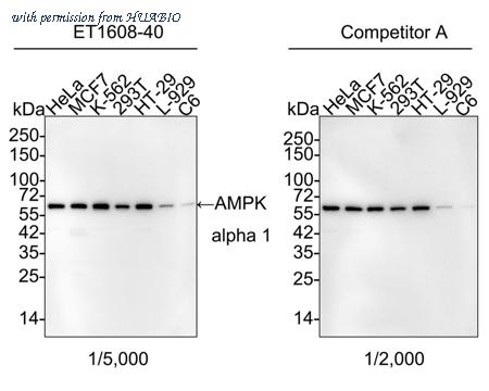 HUABIO HA750147 image 1