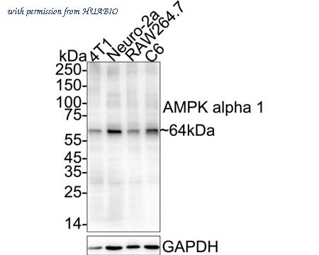 HUABIO HA750147 image 2