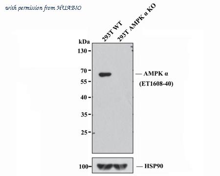 HUABIO HA750147 image 3