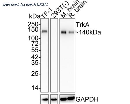 HUABIO HA750148 image 1