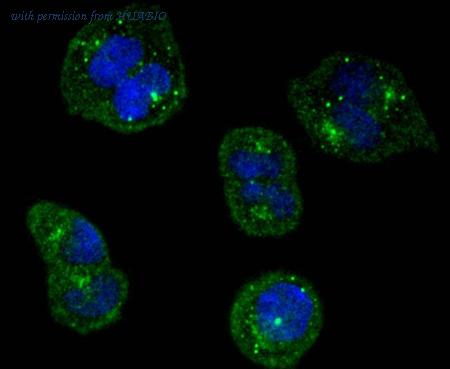 HUABIO HA750148 image 3