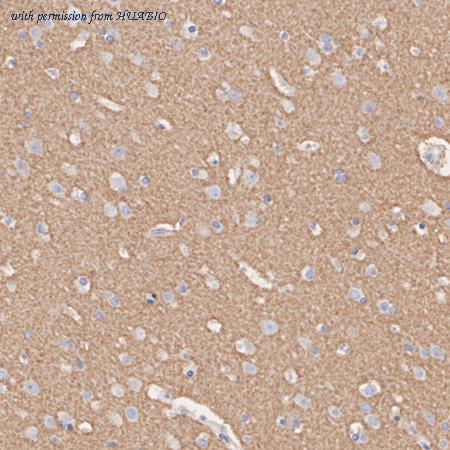 HUABIO HA750149 image 2