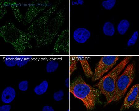 HUABIO HA750153 image 2