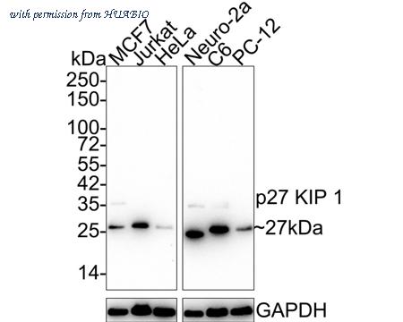 HUABIO HA750157 image 1