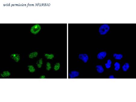 HUABIO HA750157 image 2