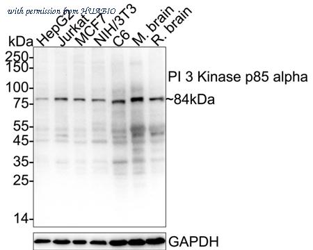 HUABIO HA750162 image 1