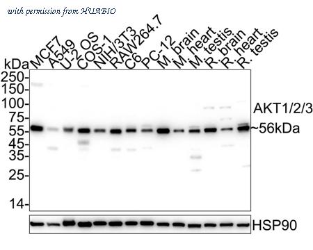 HUABIO HA750179 image 1