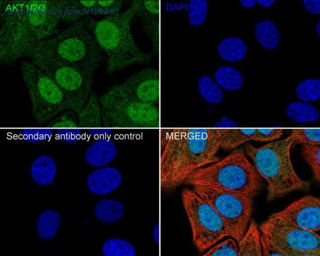 HUABIO HA750179 image 3