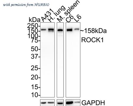HUABIO HA750181 image 1