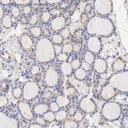 HUABIO HA750181 image 3