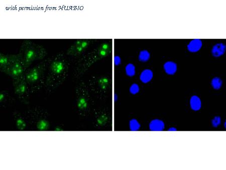 HUABIO HA750197 image 2