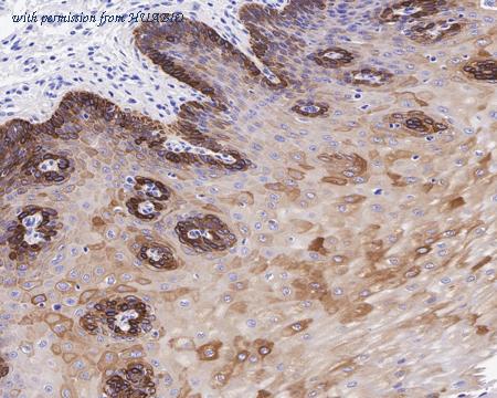 HUABIO HA750203 image 3