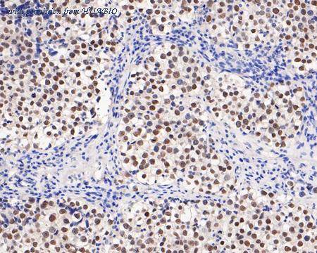 HUABIO HA750204 image 3