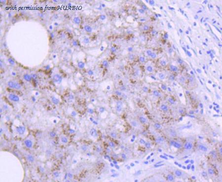 HUABIO HA750206 image 3