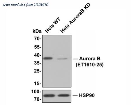 HUABIO HA750208 image 2