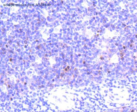 HUABIO HA750208 image 3