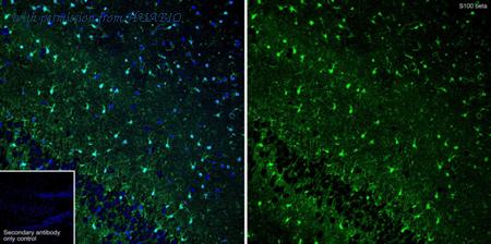 HUABIO HA750209 image 2