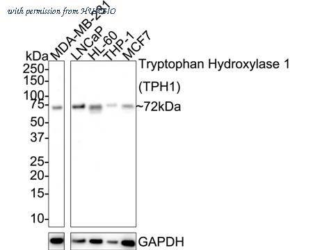HUABIO HA750214 image 1