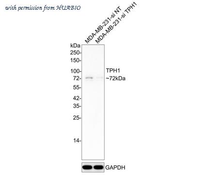 HUABIO HA750214 image 2
