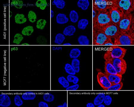 HUABIO HA750218 image 2