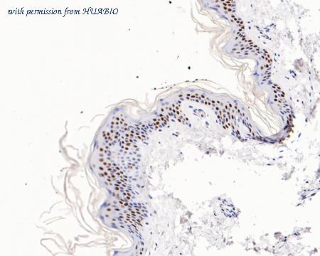 HUABIO HA750218 image 3