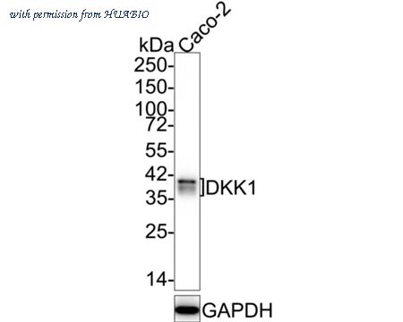 HUABIO HA750228 image 1