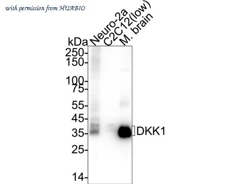 HUABIO HA750228 image 2