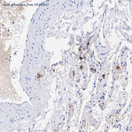 HUABIO HA750229 image 2