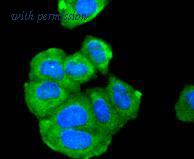 HUABIO HA750233 image 3