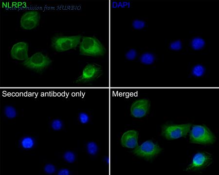 HUABIO HA750236 image 3