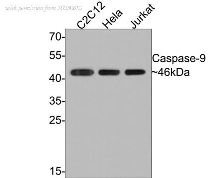 HUABIO HA750238 image 2