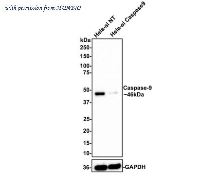 HUABIO HA750238 image 3