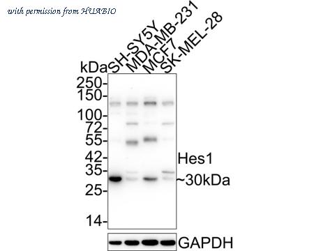 HUABIO HA750240 image 2