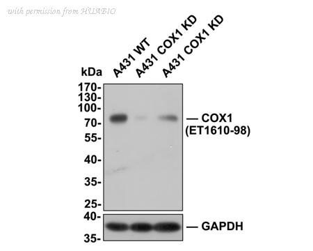 HUABIO HA750241 image 3