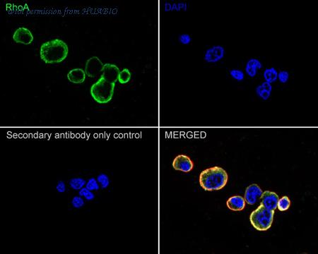 HUABIO HA750242 image 2