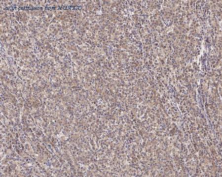 HUABIO HA750242 image 3