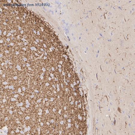 HUABIO HA750243 image 2