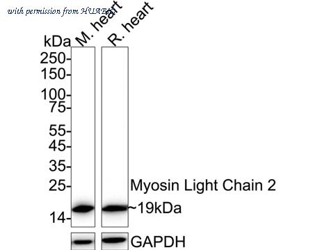HUABIO HA750244 image 1